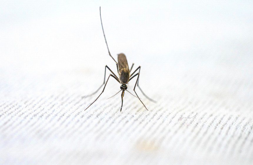 Mosquito Alliance